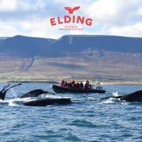 Elding Whale Watching