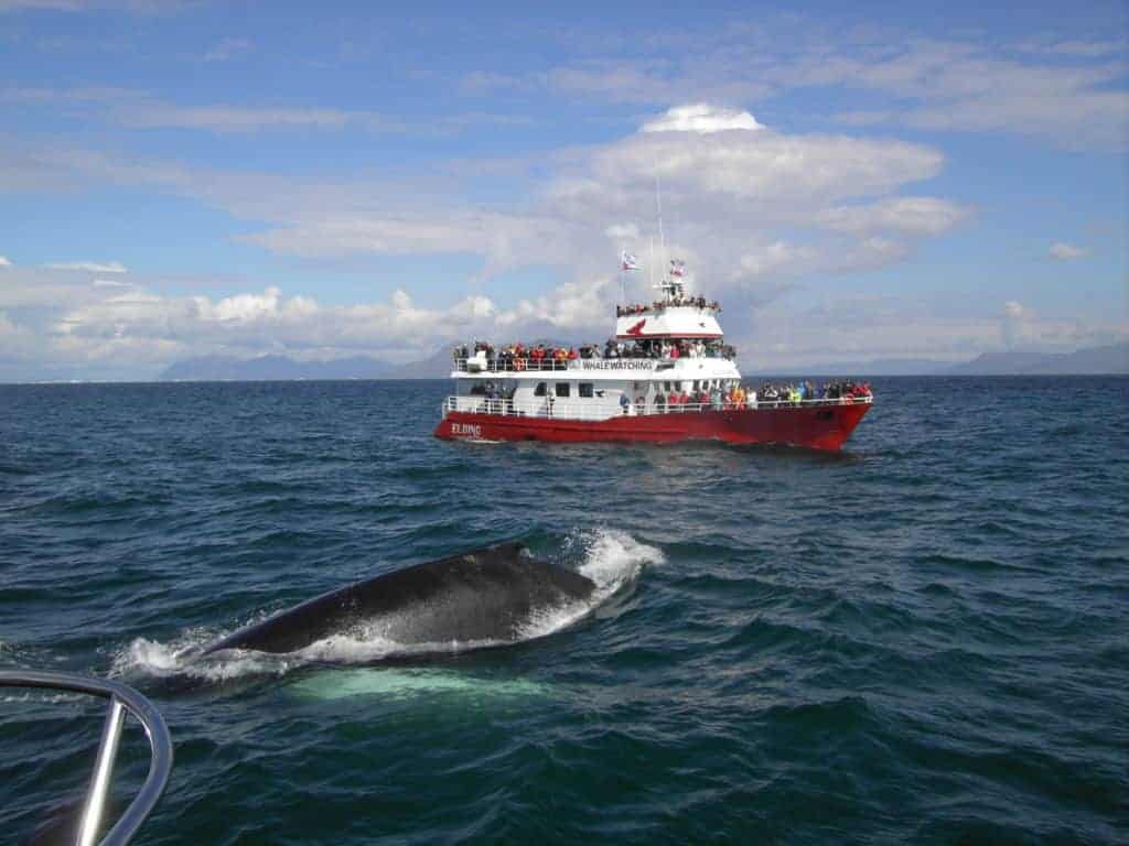 Elding Whale Watching - Visitor's Guide