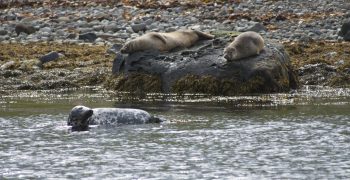 Seal Watching Hvammstangi