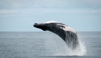 Special Tours Whale Watching