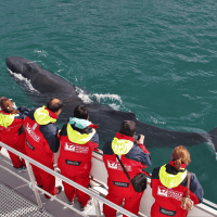 Whale Watching Akureyri