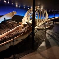 Húsavík Whale Museum