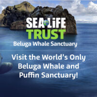 Visit the World’s First Beluga Whale Sanctuary & Puffin Rescue Centre