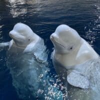 Sealife Trust – Beluga Whale Sanctuary