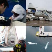 Sealife Trust – Beluga Whale Sanctuary