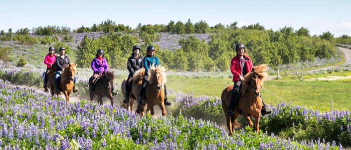10% off Horses and Waffles & Lava Tour